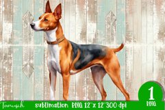 watercolor basenji sublimation PNG Product Image 1
