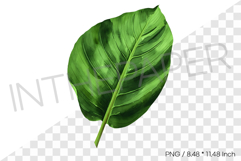 Heliconia Leaf Tropical Summer Clipart Watercolor Illustrati Product Image 1