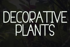 HELICONIA Product Image 7