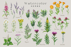 Apothecary Herbs Illustration Set Product Image 4