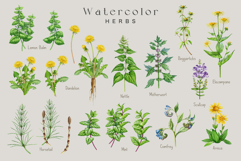 Apothecary Herbs Illustration Set Product Image 2