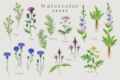 Apothecary Herbs Illustration Set Product Image 3
