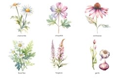 Watercolor medicine herbs clipart. Herb flower PNG Product Image 2