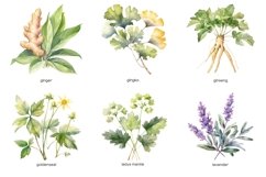 Watercolor medicine herbs clipart. Herb flower PNG Product Image 3