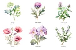Watercolor medicine herbs clipart. Herb flower PNG Product Image 4