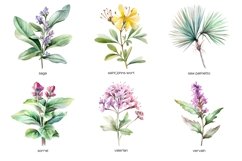 Watercolor medicine herbs clipart. Herb flower PNG Product Image 5