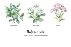Watercolor medicine herbs clipart. Herb flower PNG Product Image 6