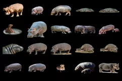 50 HIPPO TRANSPARENT PNG FILES, ANIMALS PHOTOSHOP OVERLAYS Product Image 2