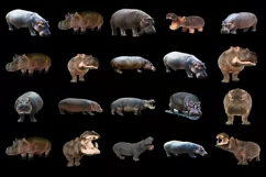 50 HIPPO TRANSPARENT PNG FILES, ANIMALS PHOTOSHOP OVERLAYS Product Image 4