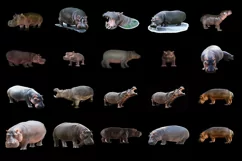 50 HIPPO TRANSPARENT PNG FILES, ANIMALS PHOTOSHOP OVERLAYS Product Image 3