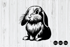 Holland Lop Rabbit SVG, Rabbit SVG, Bunny SVG, Easter SVG Product Image 1
