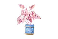 Watercolor Potted Houseplants Monstera Cactus Caladium Product Image 4