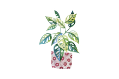Watercolor Potted Houseplants Monstera Cactus Caladium Product Image 5