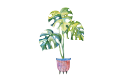 Watercolor Potted Houseplants Monstera Cactus Caladium Product Image 3