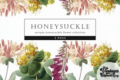 Honeysuckle Vintage Floral Botanical Clip Art Product Image 1