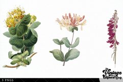Honeysuckle Vintage Floral Botanical Clip Art Product Image 3