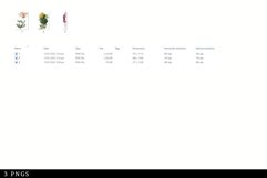 Honeysuckle Vintage Floral Botanical Clip Art Product Image 2