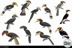 Hornbill Vintage Animal illustration Clip Art, Clipart Product Image 3