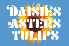 Hostey &amp; Milan - Groovy Serif Display Product Image 15