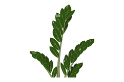 Green leaves plant vector illustration with simple design an Product Image 1