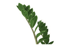 Green leaf branch vector illustration with detailed veins an Product Image 1