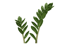 Green Leaves Branch Vector Illustration with Detailed Veins Product Image 1