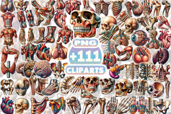 Human Anatomy Stickers Bundle | Medical Organ &amp; Skeleton PNG Product Image 1