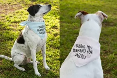 Humans For Walkies Dog Bandana Quote SVG Design Cricut DIY