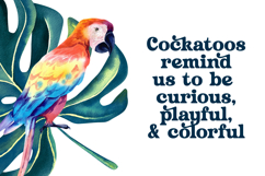 Husty Birds - Modern Retro Serif Product Image 14