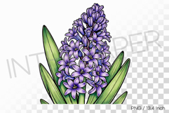 Felt tip pen marker drawing Hyacinth PNG flower clipart Product Image 1