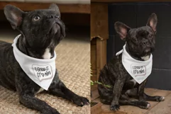 I Licked It Dog Bandana SVG Pet Quote Design Cricut For DIY