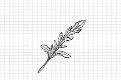 Arugula SVG | Ruccola SVG | Herbs SVG | Seasoning SVG | Spic Product Image 1