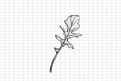 Arugula SVG | Herbs SVG | Seasoning SVG | Spic Product Image 1