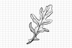 Arugula SVG | Ruccola SVG | Herbs SVG | Seasoning SVG | Product Image 1