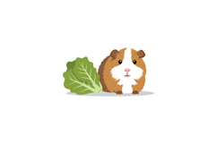 Cute guinea pig with fresh lettuce in flat vector art Product Image 1