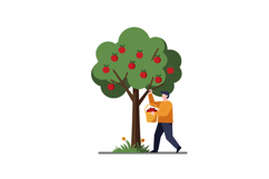 Man harvesting apples from a tree in flat vector illustratio Product Image 1