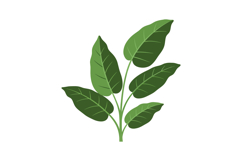 Green leafy plant illustration in flat design style showcasi Product Image 1