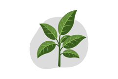 Green plant with vibrant leaves in minimal style on a soft b Product Image 1