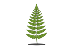 Detailed green fern plant illustration in flat design style Product Image 1