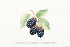 Watercolour Blackberry PNG Clipart Product Image 1