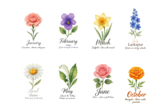 Birth Month Flowers PNG, Botanical Wildflower Floral Design Product Image 2