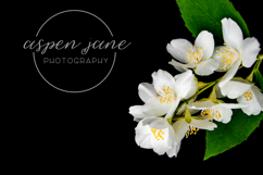 Sweet Jasmine Script with Swashes Product Image 4