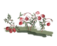 Scandinavian Forest Watercolor Clipart Set Product Image 6