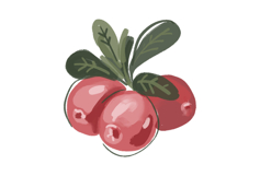 Cranberry Watercolor Clipart Bundle.18 PNG Elements. Product Image 4