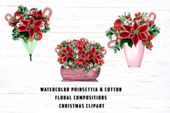 Poinsettia and cotton illustrations Product Image 1