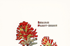 12 California Wildflowers Vintage Botanical Illustrations Product Image 3