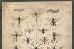 16 Charts of 1800s Zoology Restored Images Bundle Product Image 4