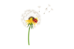 Dandelion flower with yellow petals and red ladybug in flat Product Image 1