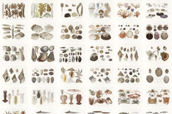 Japanese Aquatic Plants and Animals - Old Marine Life Prints Product Image 2