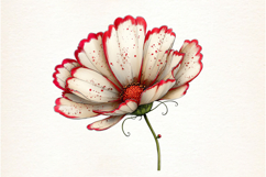 Spring Cosmos Flower Clipart Product Image 2